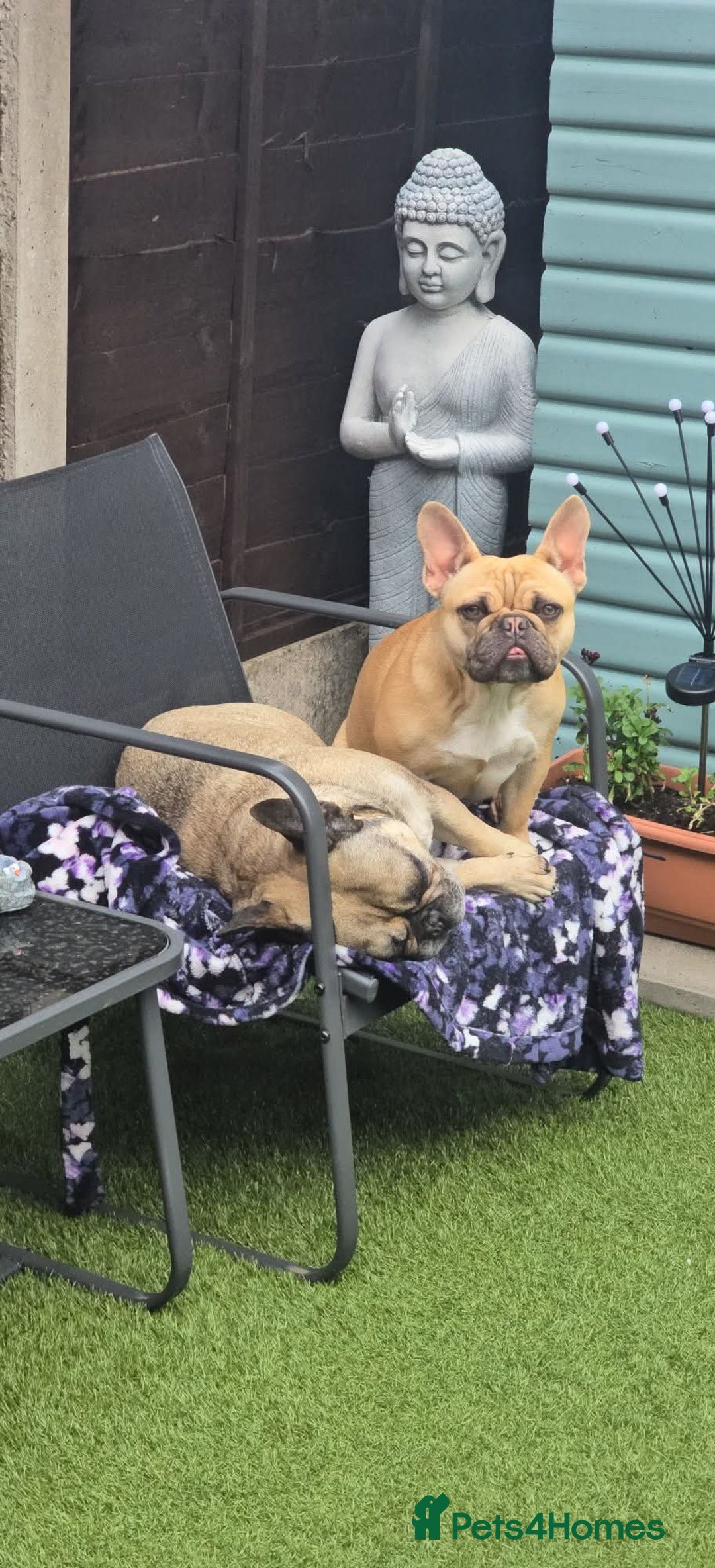 French Bulldog dogs for sale: Must be re-homed together  - Advert 7