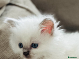 Ragdoll cats 🎀GCCF Heart-Melting Babies🦋 - Advert 9