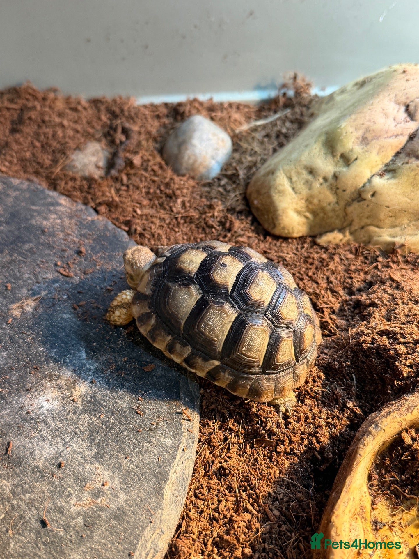 Tortoise reptiles Greek spur thigh tortoise - Advert 1