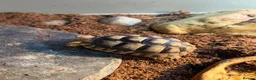 Tortoise reptiles for sale: Greek spur thigh tortoise - Advert 1