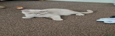 British Shorthair 1