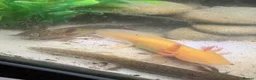 Axolotl reptiles for sale: 5 axolotls and set up. - Advert 6