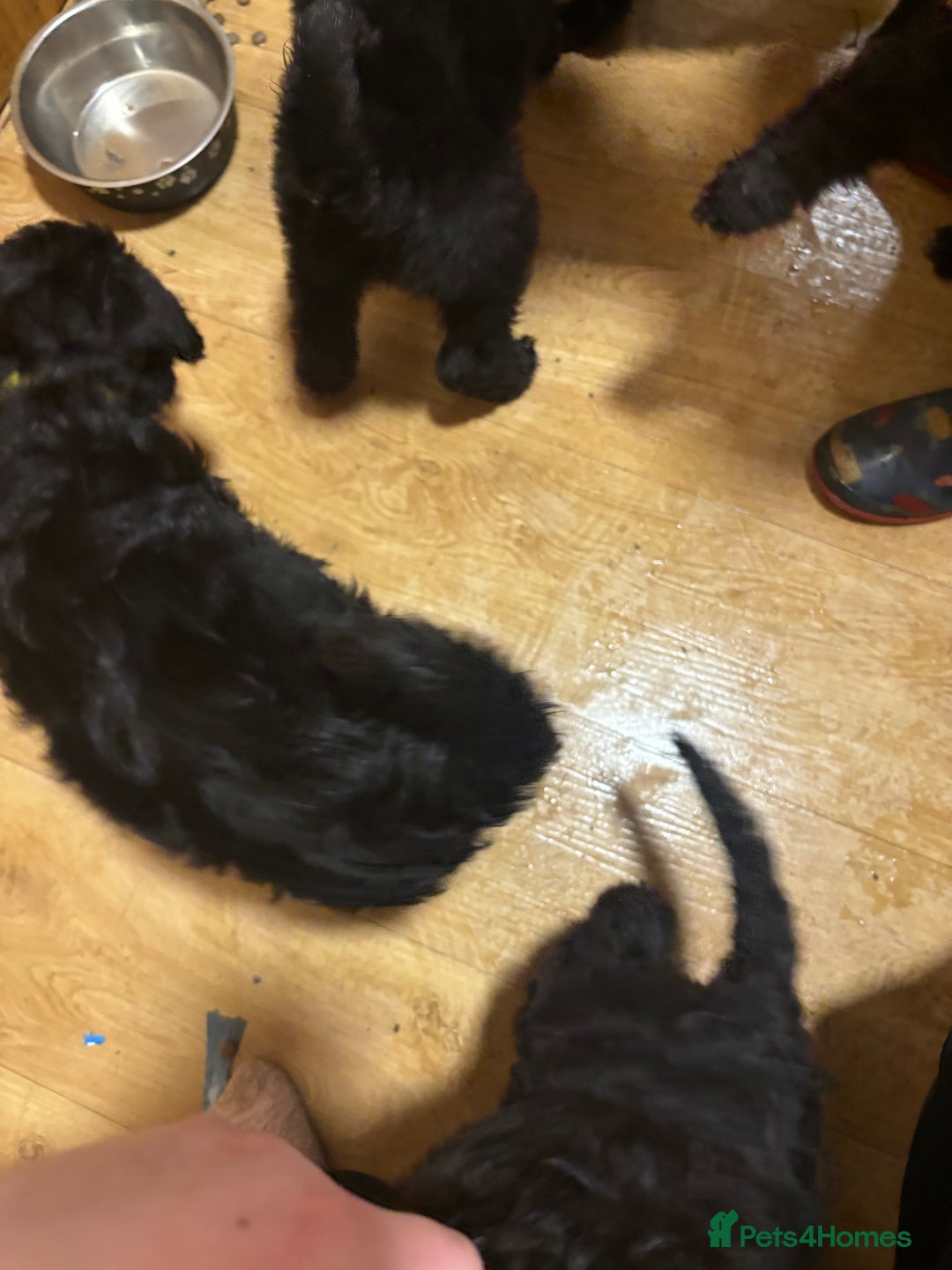 Cockapoo dogs for sale: Cockapoo for sale - Advert 5