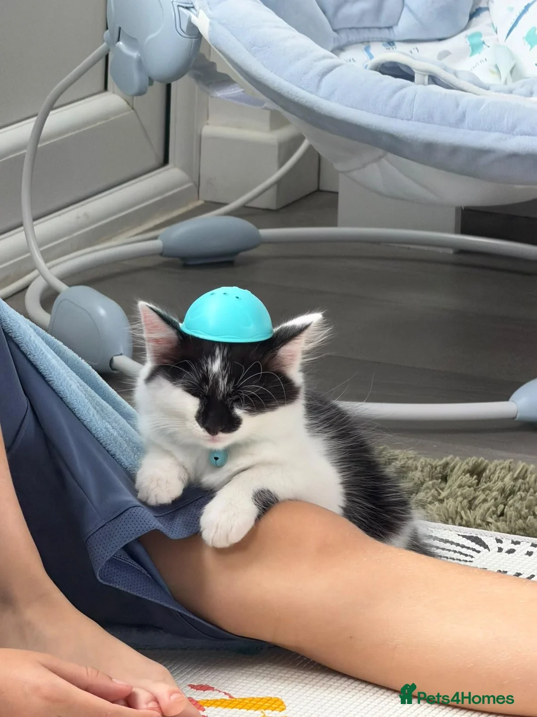 Mixed Breed cats for adoption: 9 week old kitten  in Reading - Advert 2