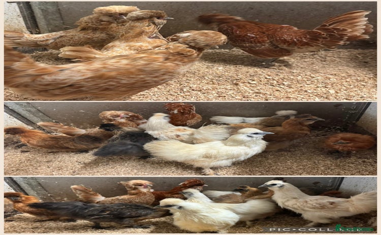 Chickens poultry - Advert 2