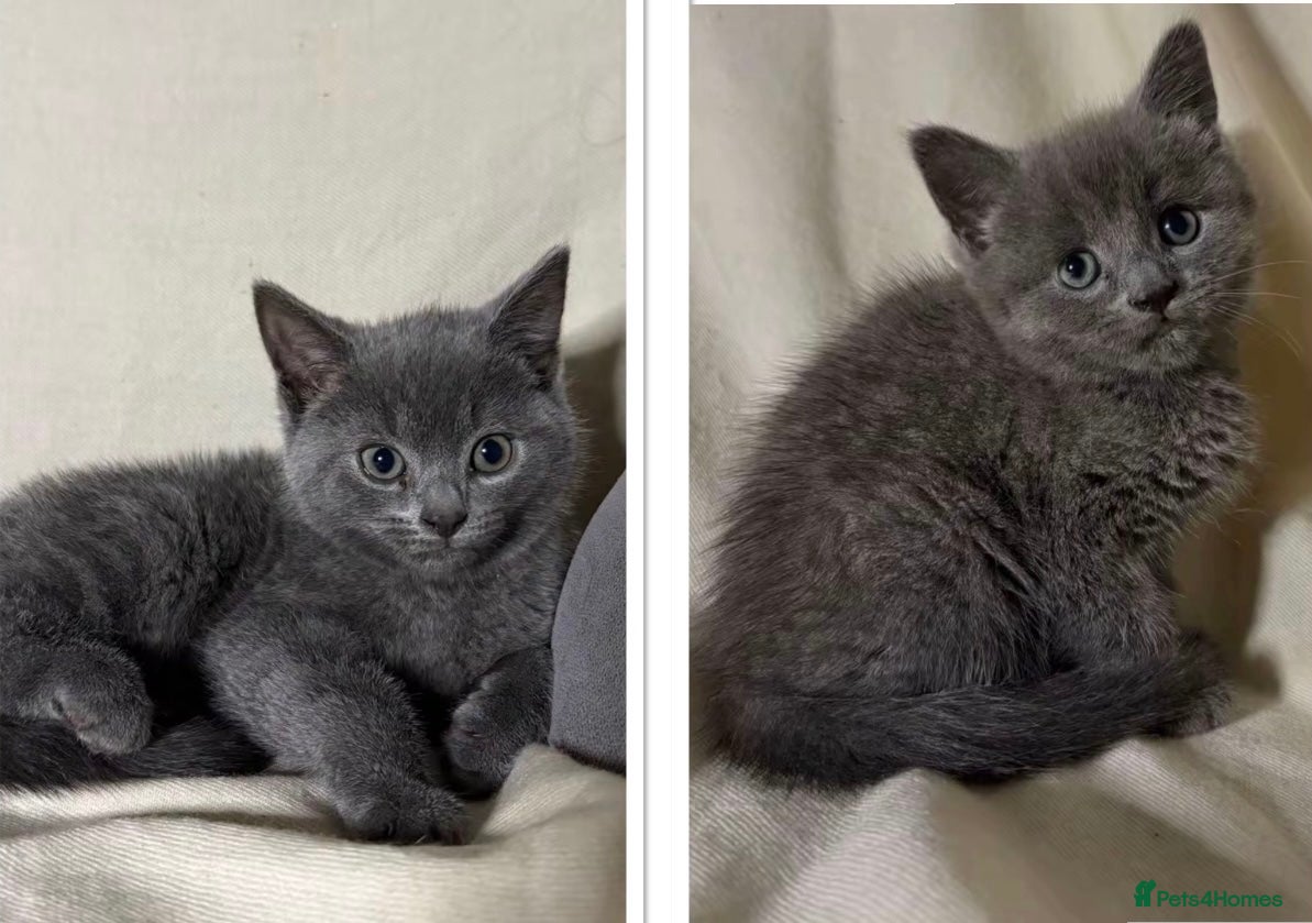 Russian Blue cats X2 purebred Russian Blue kittens - Ready to leave - Advert 4