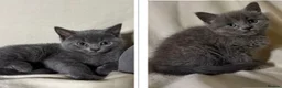 Russian Blue cats for sale: X2 purebred Russian Blue kittens - Ready to leave - Advert 1