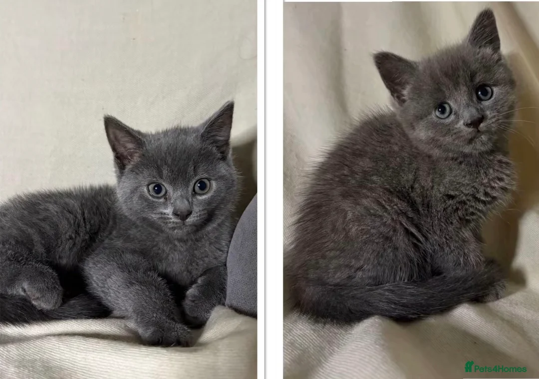 Russian Blue cats for sale: X2 purebred Russian Blue kittens - Ready to leave - Advert 1