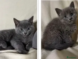 Russian Blue cats X2 purebred Russian Blue kittens - Ready to leave - Advert 6