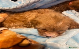 Cavapoo dogs for sale: Adorable toy Cavapoo pups apricot or fox red  - Image 32
