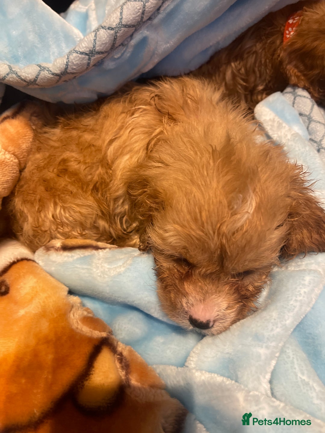 Cavapoo dogs for sale: Adorable toy Cavapoo pups apricot or fox red  - Image 32