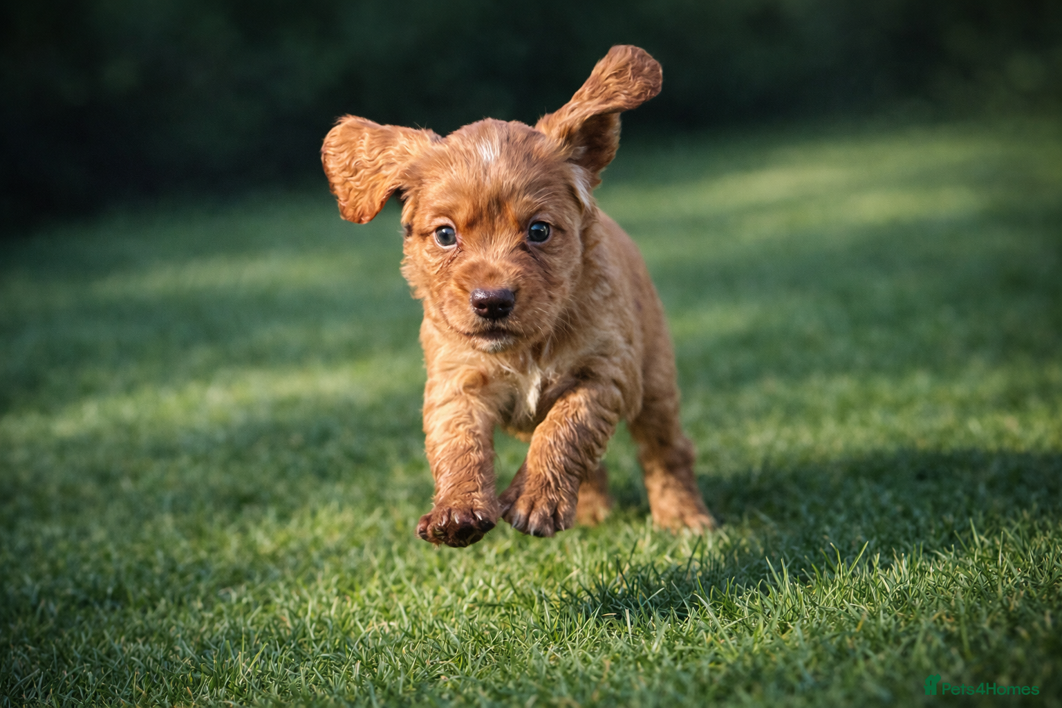Cocker Spaniel dogs CHUNKY RED WORKING COCKER SPANIEL PUPPIES  - Advert 1