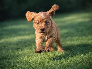 Cocker Spaniel dogs CHUNKY RED WORKING COCKER SPANIEL PUPPIES - Advert 1