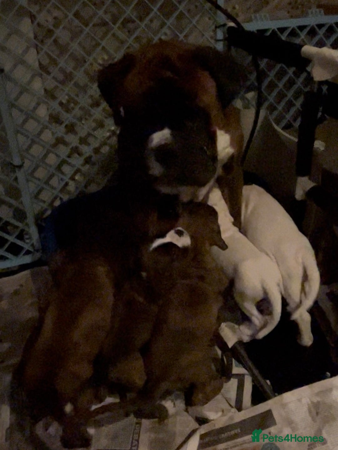 Boxer dogs for sale: Gorgeous chunky Boxer Puppies - Advert 5