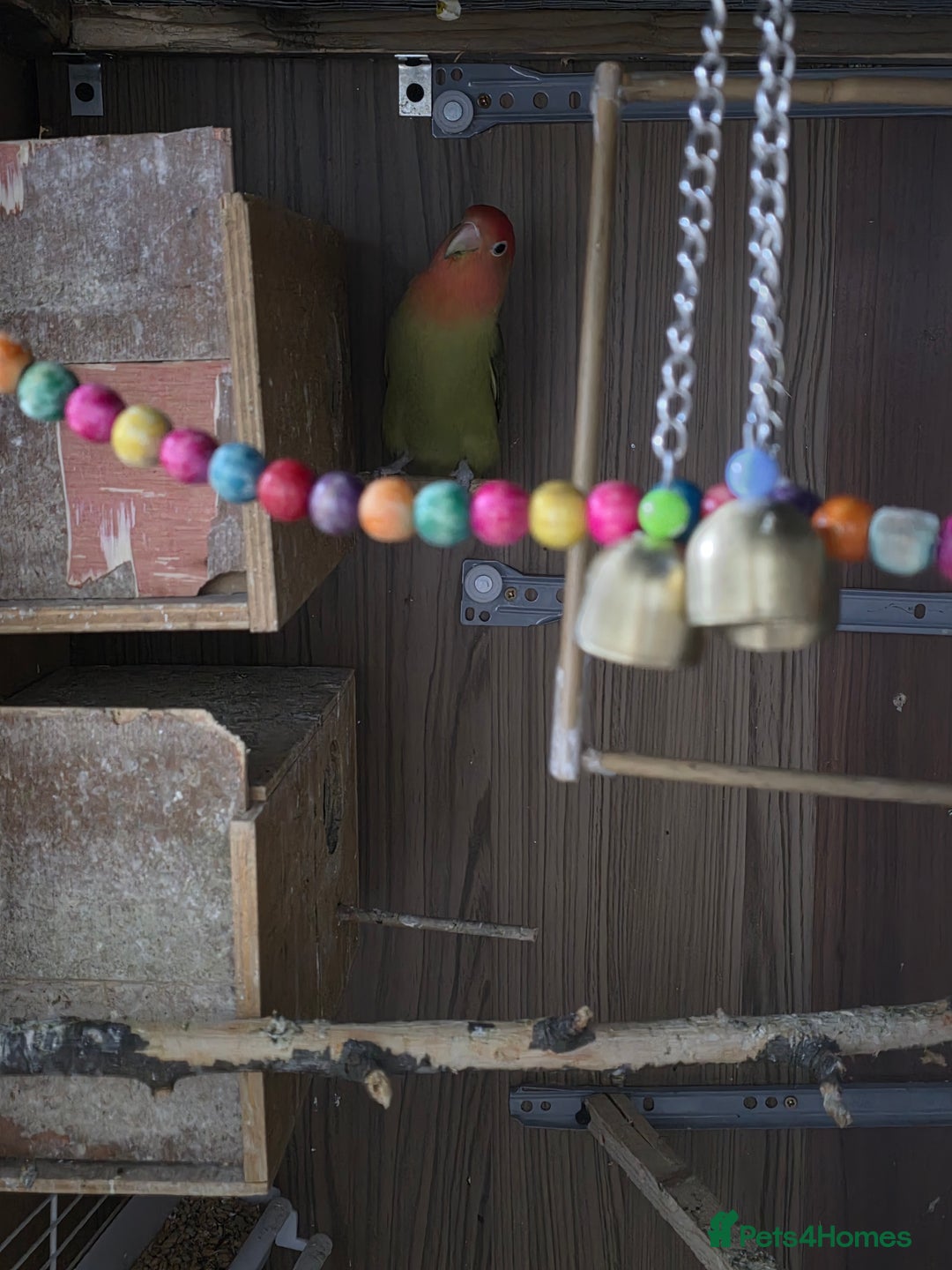 Lovebirds birds for sale: These are Peach-faced (Rosy-faced) Lovebirds - Advert 6