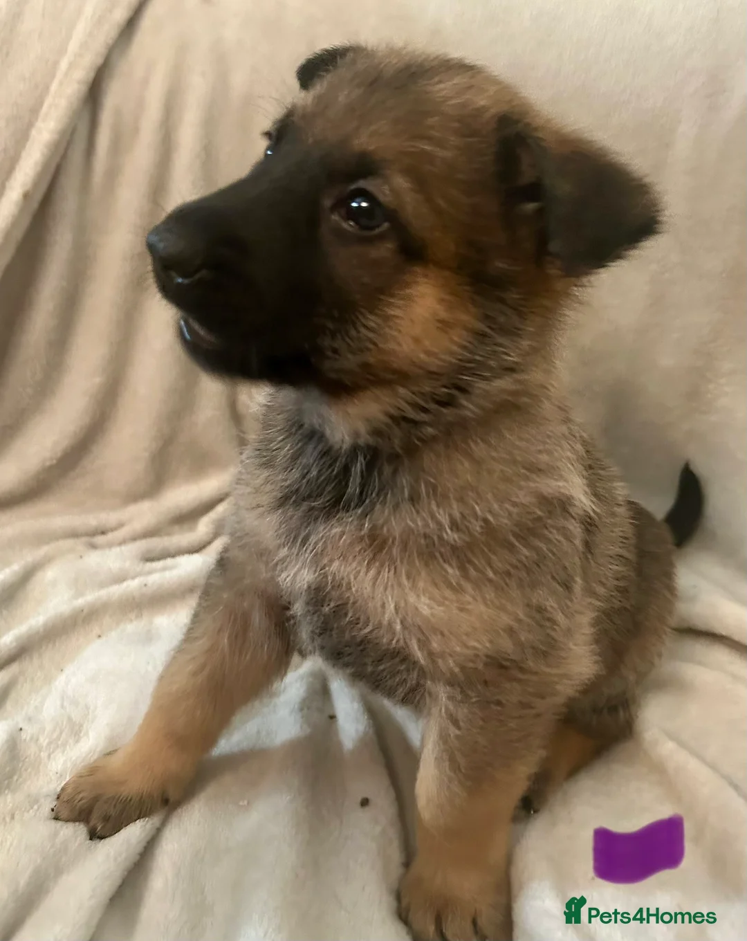 German Shepherd dogs for sale: German shepherd pups - Advert 8