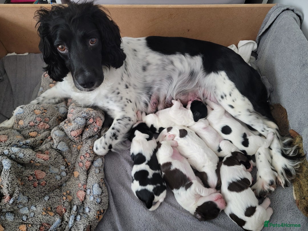 English Springer Spaniel dogs for sale:  🐶 Adorable Springer Spaniel Puppies🐾 - Image 1