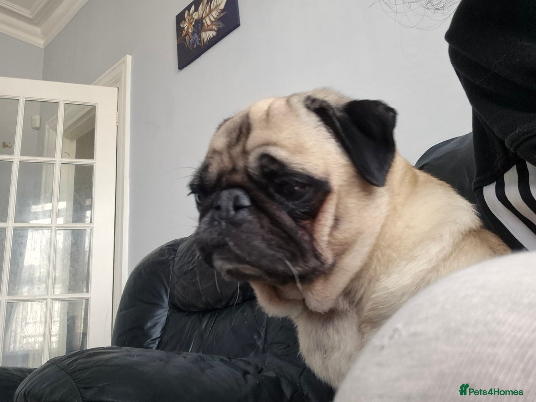 Pug dogs for sale: Sophie the pug needs a retirement home!  - Image 10