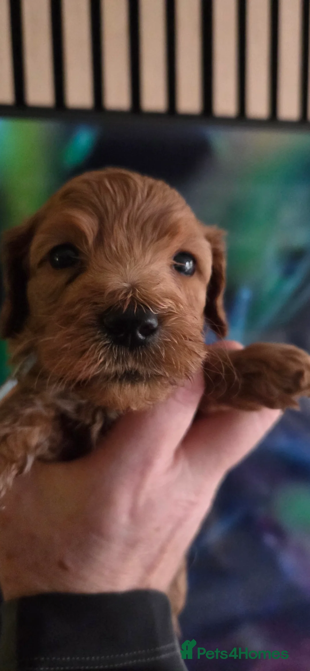 Australian Labradoodle dogs for sale: Therapy Dog Breeder - Advert 18