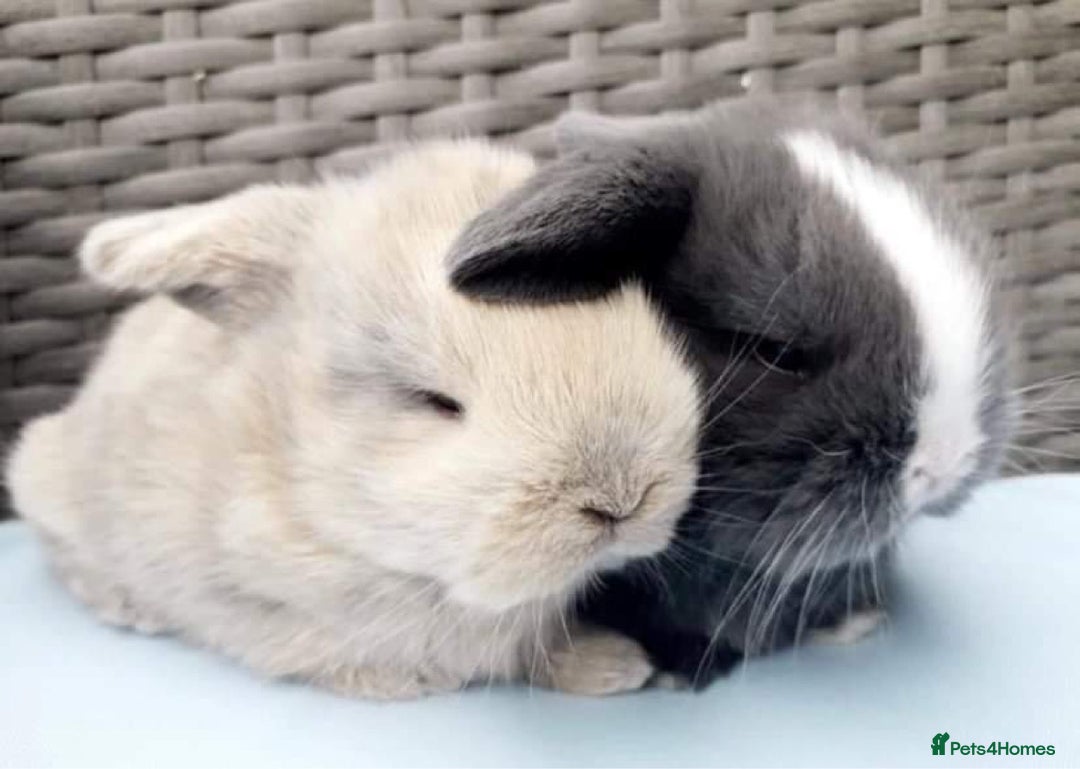 Mini Lop rabbits for sale:  BEAUTIFUL MINI LOP PEDIGREE BUNNIES - Advert 3