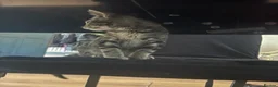 Mixed Breed cats for sale: Kittens looking for a forever home - Advert 6