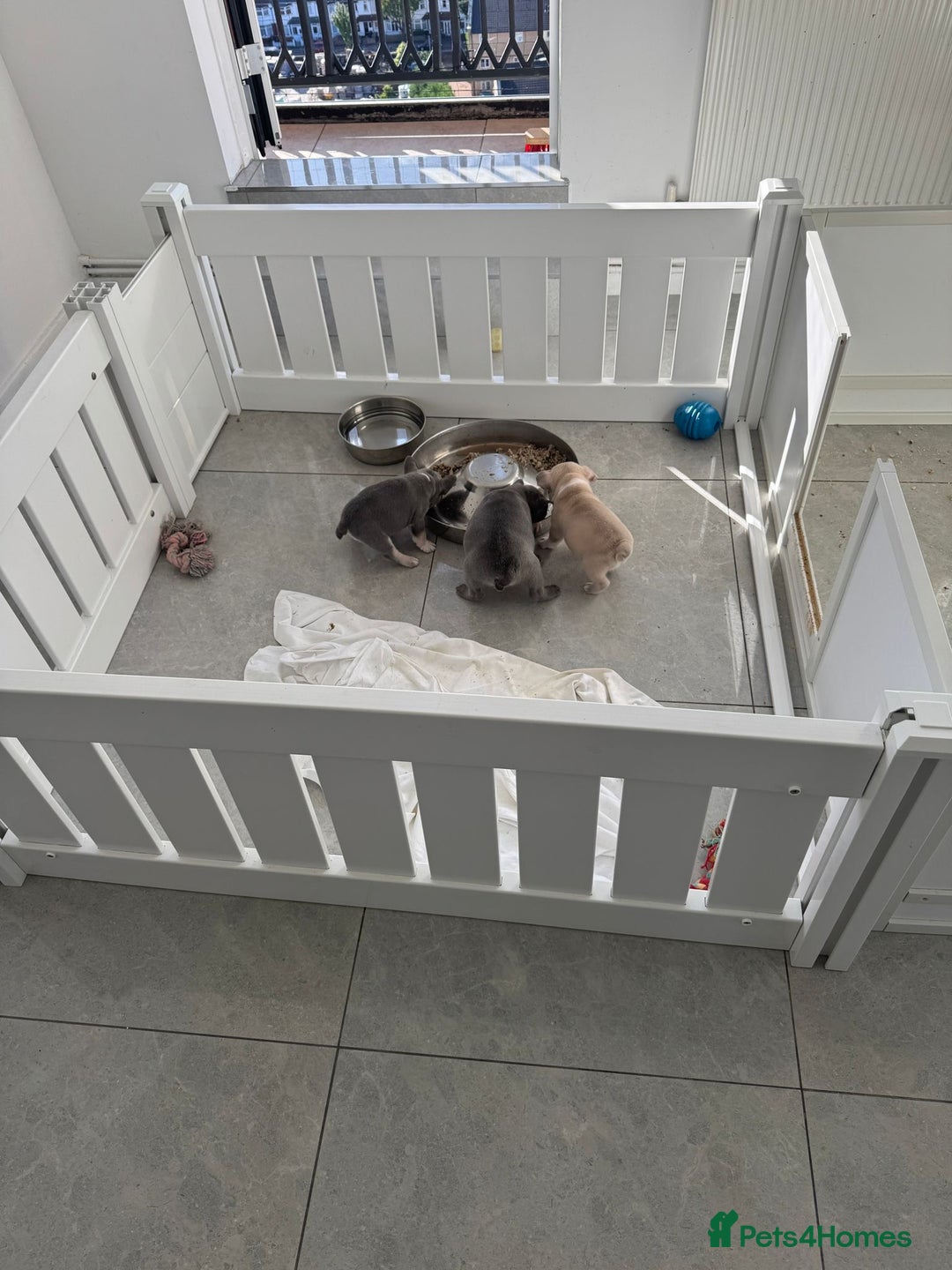 French Bulldog dogs for sale: Stunning ** French bulldogs  - Image 10
