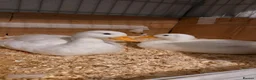 Ducks poultry for sale: 2 male call ducks  - Advert 4