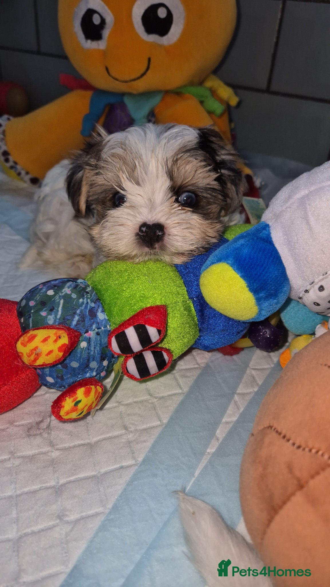 Yorkshire Terrier dogs Reduced last boy blueberry Yorkshire Terrier  - Advert 3