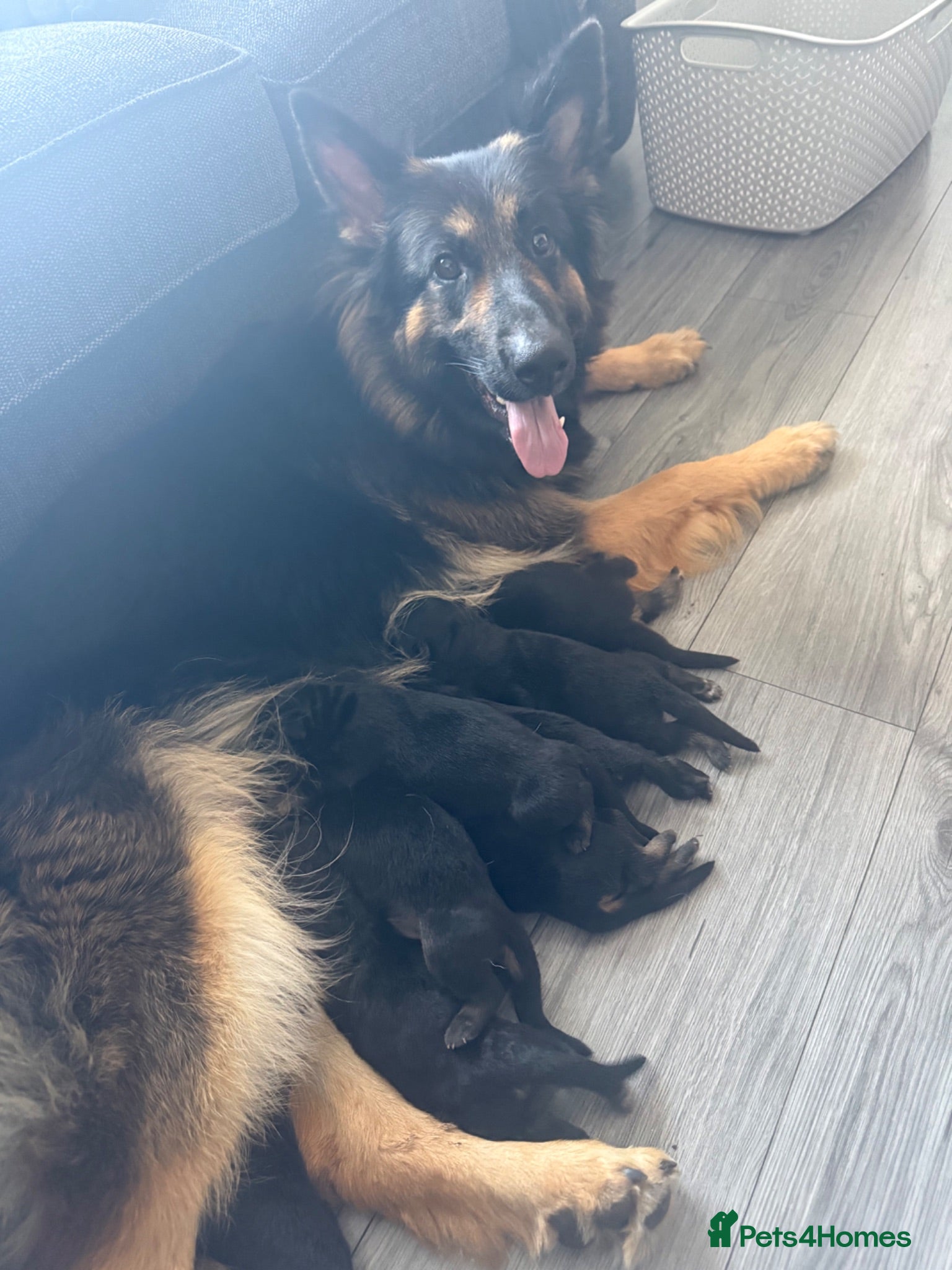 German Shepherd dogs Long haired German shepherd puppies  - Advert 8