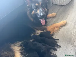 German Shepherd dogs Long haired German shepherd puppies - Advert 17