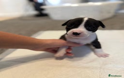 Mixed Breed dogs for sale: French bulldog x American staff - Image 25