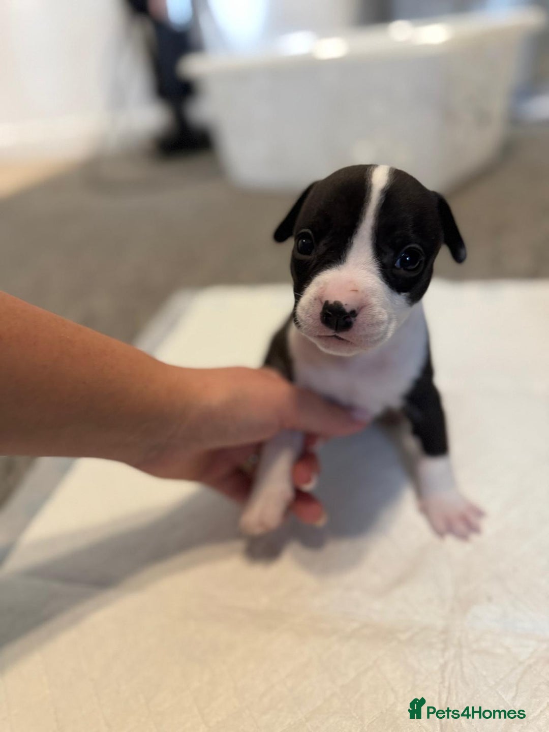 Mixed Breed dogs for sale: French bulldog x American staff - Image 25