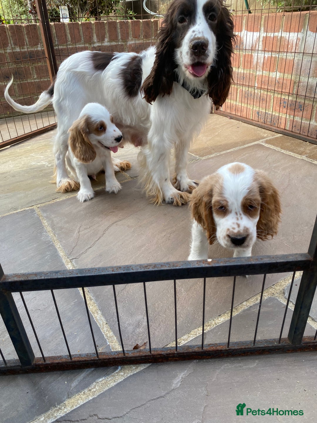 Cocker Spaniel dogs for sale: OUT STANDING  GORGEOUS SHOW TYPE COCKER SPANIEL  - Image 10