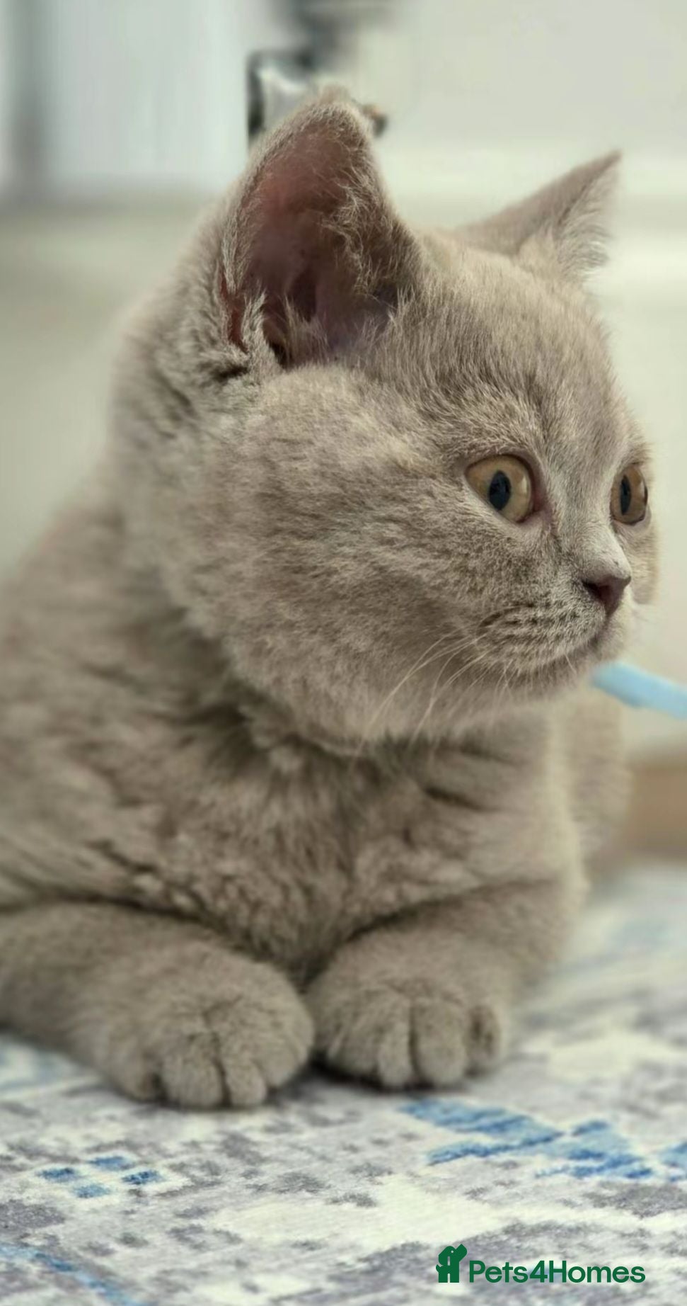 British Shorthair cats British Shorthair Kittens / Fawn Queen / Lilac Dad - Advert 2