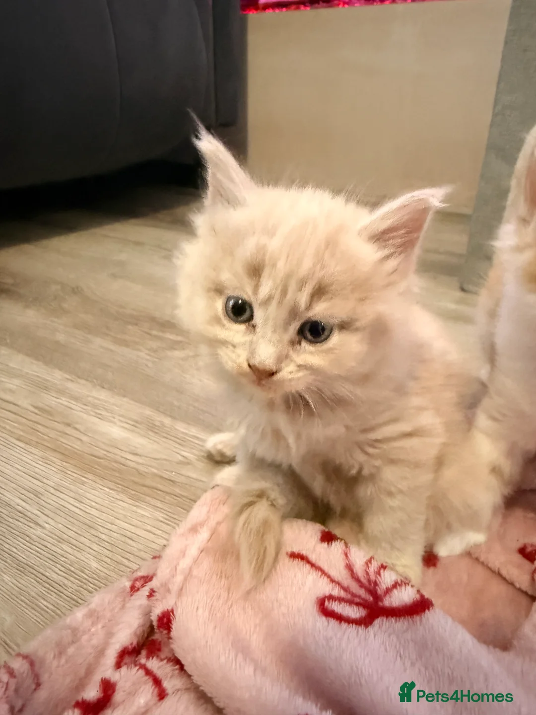 Maine Coon cats for sale: Half Maine Coon Kittens  - Advert 2