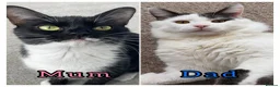 Mixed Breed cats for sale: Beautiful kittens, ready to leave on Friday. - Advert 8