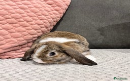 Mini Lop rabbits for sale: Beautiful mini lop rabbits for sale - Image 12