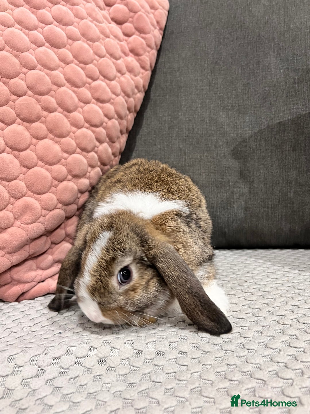 Mini Lop rabbits for sale: Beautiful mini lop rabbits for sale - Image 12