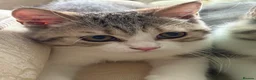 British Longhair cats for sale: British Shorthair & Longhair Kittens - Advert 7