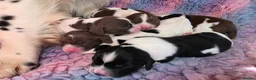 English Springer Spaniel dogs for sale: KC Home - Heath tested, Licensed Springer Pups⭐️ - Advert 9