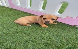 Mixed Breed dogs for sale: 7 beautiful jackshund puppies for sale - Image 12