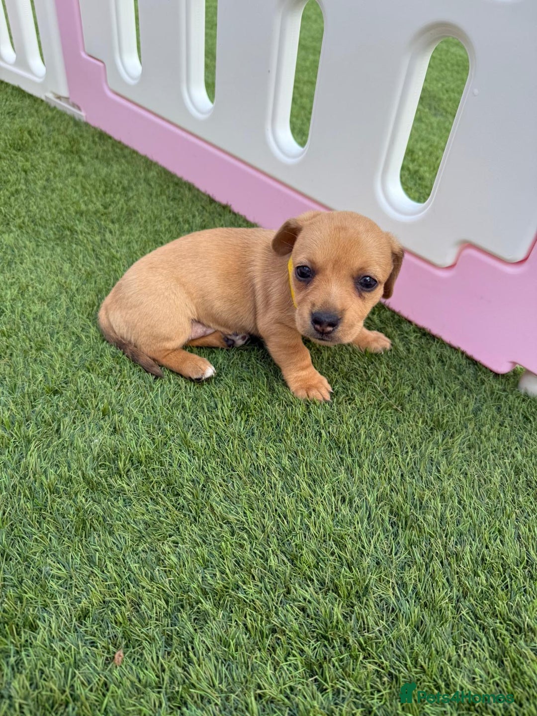 Mixed Breed dogs for sale: 7 beautiful jackshund puppies for sale - Image 12