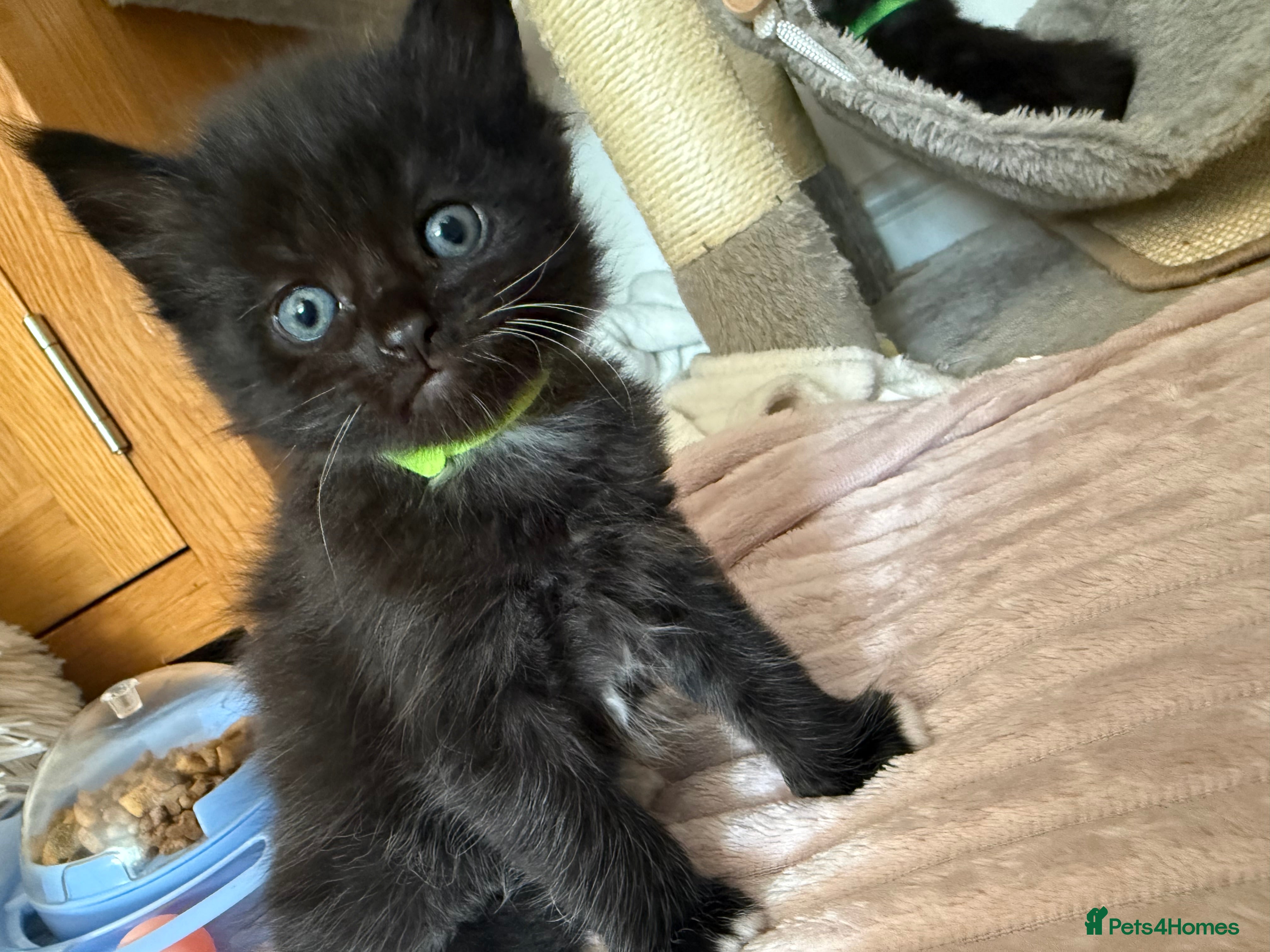 Mixed Breed cats Norwegian Forest x Maine Coon Kittens 🐾 - Advert 18