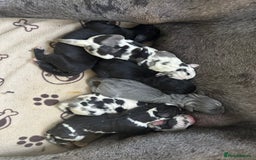 Great Dane dogs for sale: Welcome tothe world KC Registered Champ Bloodlines in Maidstone - Image 8