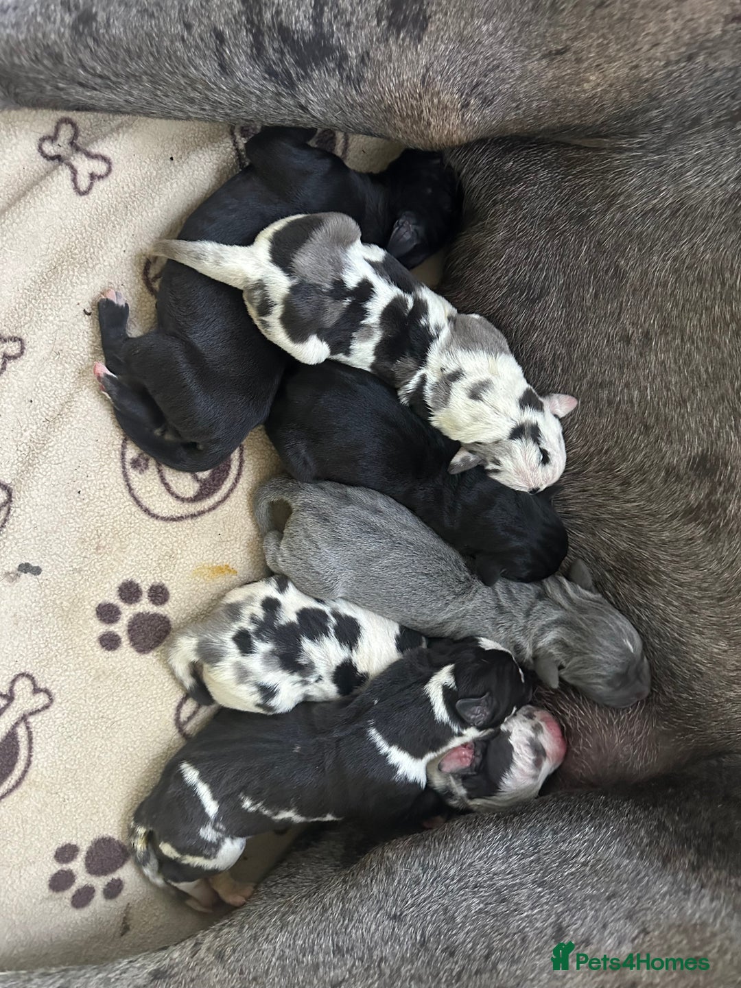 Great Dane dogs for sale: Welcome tothe world KC Registered Champ Bloodlines in Maidstone - Image 8