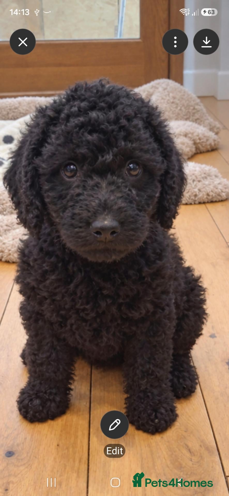 Labradoodle dogs 🐶 Quality Labradoodles, Tested Lines - Girls - Advert 1