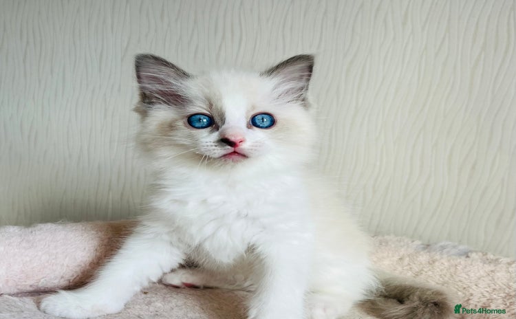 Ragdoll cats - Advert 12