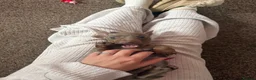 Miniature Dachshund dogs for sale: Two beautiful KC registered puppies  in Hull - Advert 6