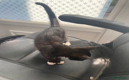 Mixed Breed cats for sale: Kitten for sale  - Image 4