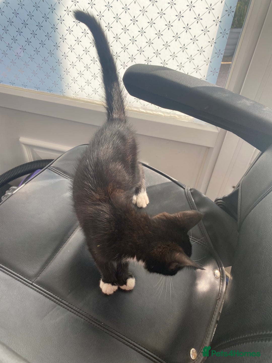 Mixed Breed cats for sale: Kitten for sale  - Image 4